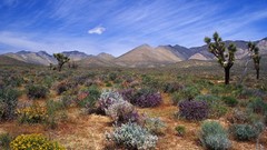Area California deserts