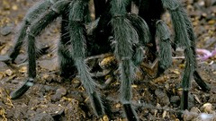 Arizona 1971 tarantula