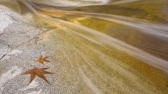 Arizona pools forests National tucson