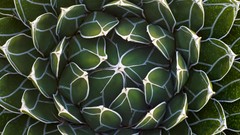 Arizona queen national park