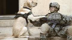 Army military Animals Dogs