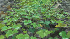 Arrietty the secret world