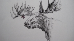 Art drew dis deer