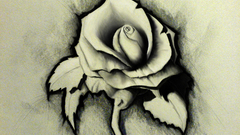 Art rose flower white