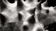 Art starfish Gallery