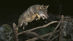 Article Cool wolf anyone