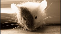 Artistic Animals sepia monochrome