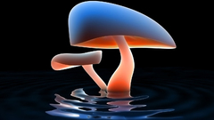 Artwork Art mushroom Lake