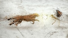 Artwork Desktopography