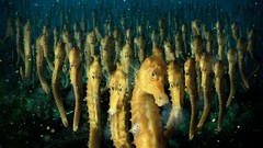 Artwork digital art fantasy art seahorses