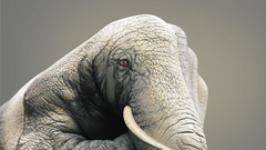 Artwork elephants digital art