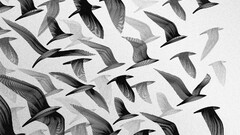 artwork monochrome Birds flying Animals drawing wings
