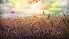 artwork nature Plants wheat sky colorful