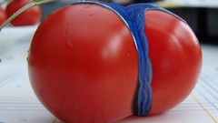 Ass tomatoes funny thong