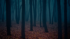 Atmospheric nature Trees autumn