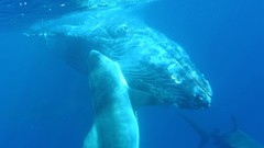 Attack Whales underwater Sharks