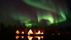 Aurora sky forest nature