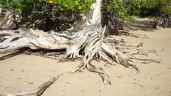 Aussie before trip high