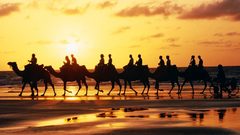 Australia Beaches Animals silhouettes