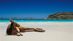 Australia Beaches kangaroos