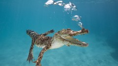 Australia Crocodiles underwater Reptiles saltwater