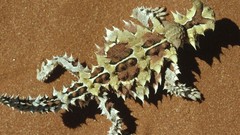 Australia devil Reptiles lizards western thorny lizard