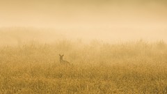 Australia grey national park kangaroos new south wales