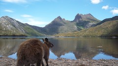 Australia lakes kangaroos Cradle Mountain