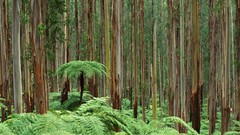 Australia national park