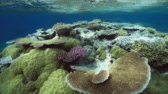 Australia underwater reef