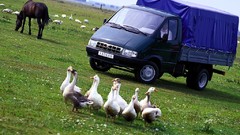 Auto cars GAZ