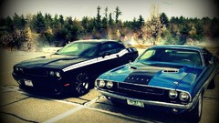Auto stripes races vehicles sports cars forests muscle cars 