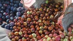 Autumn apples forests