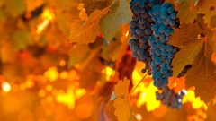 Autumn blueberries grapes fruits