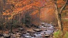 Autumn brookitt nature