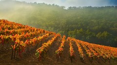 Autumn California vineyard valleys