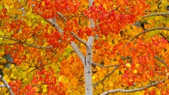 Autumn Canada young colors Aspen Yukon