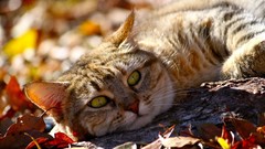 Autumn cats