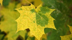 Autumn Earth leaf