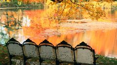 Autumn fall colorful nature