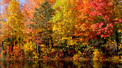 Autumn fall colors )