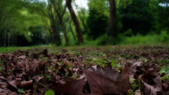 Autumn fall leaf Trees