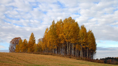 Autumn fall tress clouds