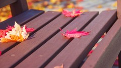 Autumn fallen leaves