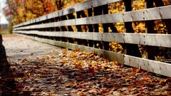 Autumn fences paths