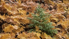 Autumn Ferns Washington young fir mount national park