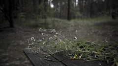 Autumn Flowers forests