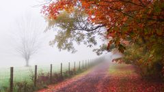 Autumn fog roads
