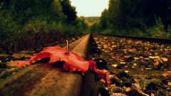 Autumn foliage close-up railroad tracks