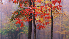 Autumn forest fall nature